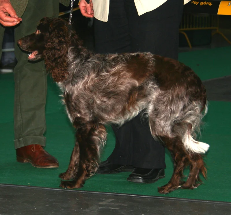 Pont-Audemer Spaniel, a 92% match to Welsh Springer Spaniel