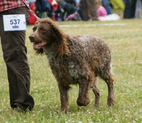 Pont-Audemer Spaniel close-up photo