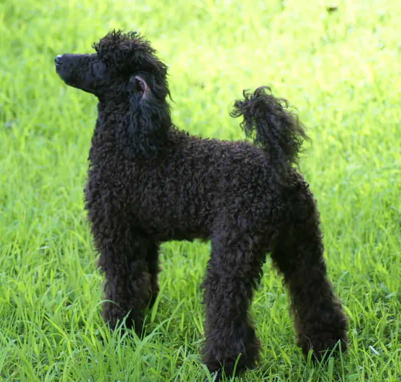 Poodle side profile view