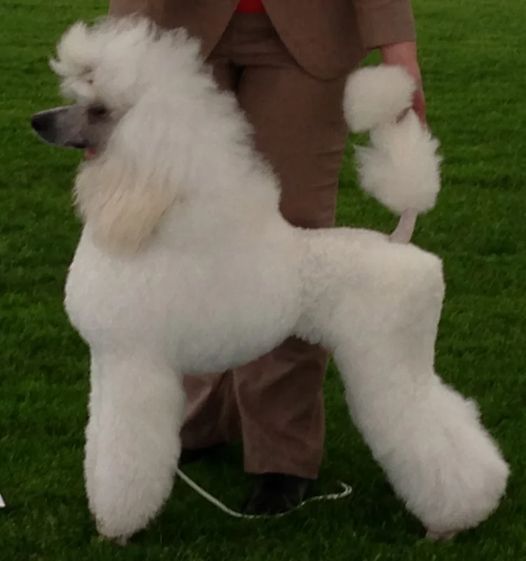 Poodle - Image 5