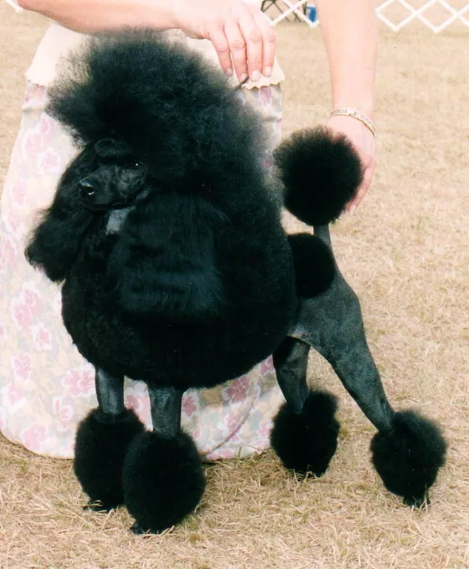 Poodle - Image 6