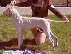 Porcelaine photo thumbnail 2