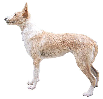 Portuguese Podengo full body photo