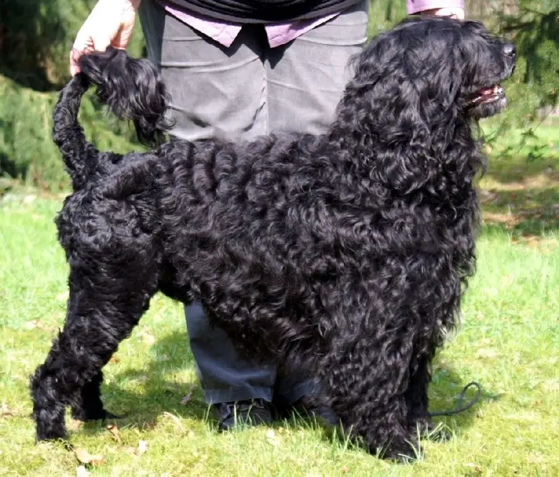 Portuguese Water Dog - Dog breed similar to Dobermann