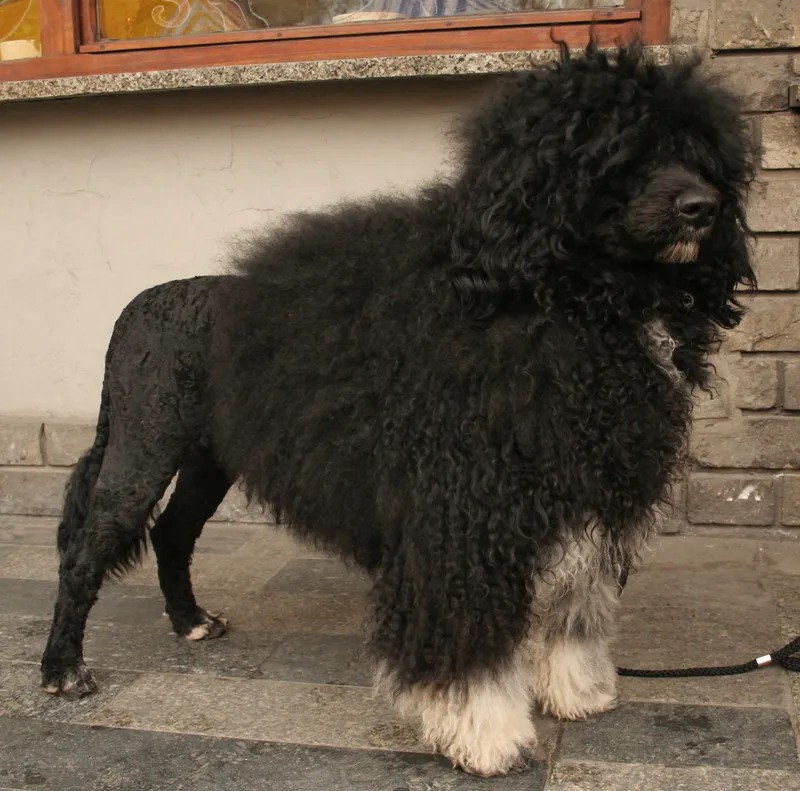 Portuguese Water Dog photo thumbnail 3
