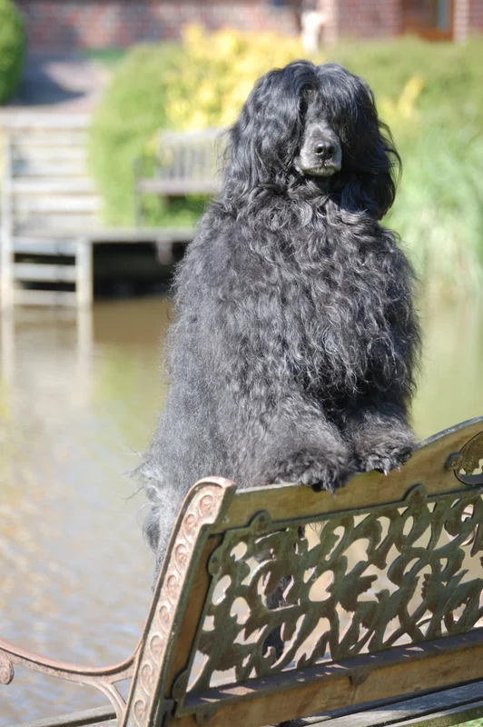 Portuguese Water Dog close-up photo