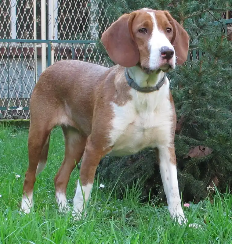 Posavac Hound - Scenthound breed known for being Affectionate and Docile