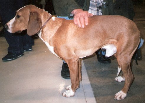 Posavac Hound - Image 1