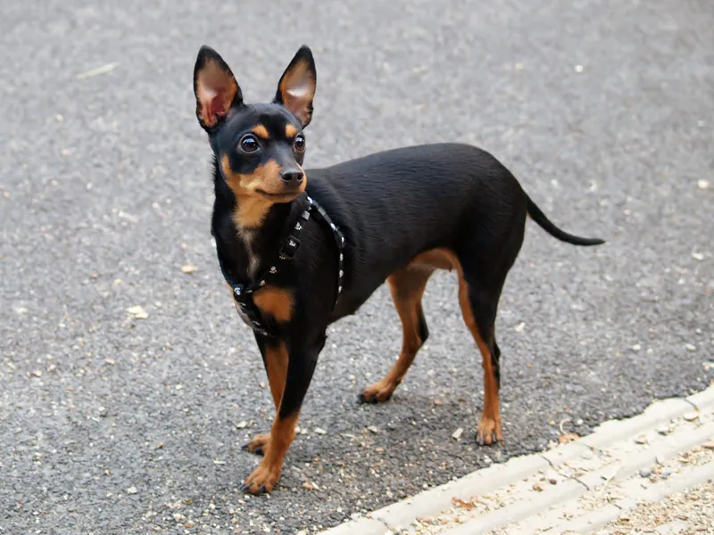 Prazsky Krysarik - Toy breed known for being Affectionate and Intelligent