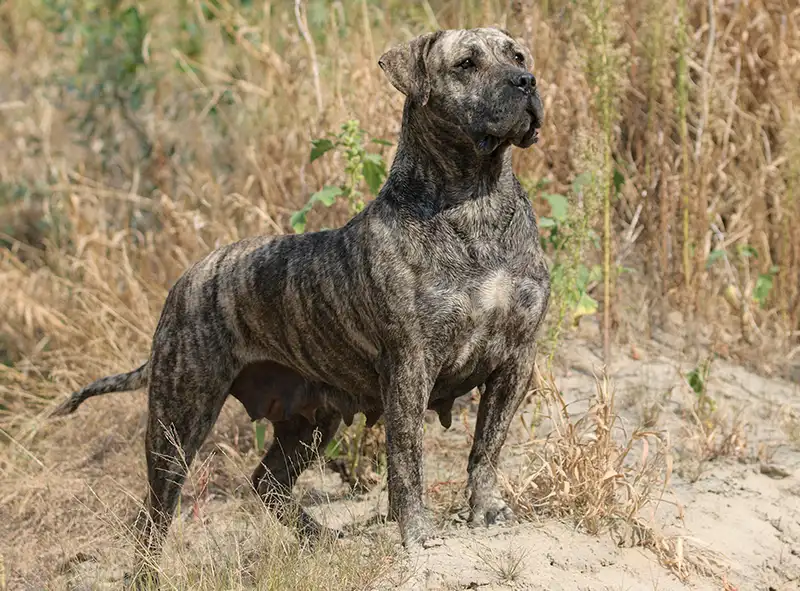 Presa Canario - Working breed known for being Intelligent and Loyal