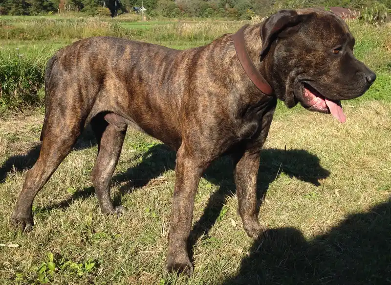 Presa Canario side profile view