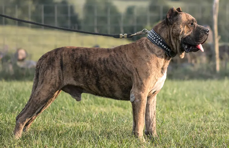 Presa Canario thumbnail 1