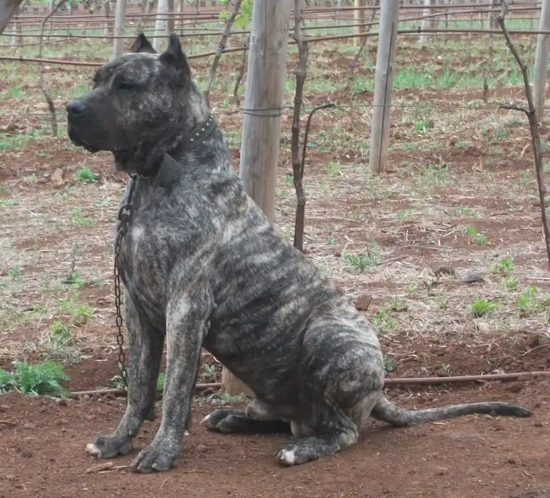 Presa Canario - Image 4