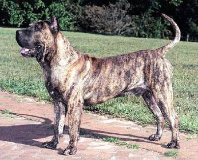 Presa Canario in a natural setting