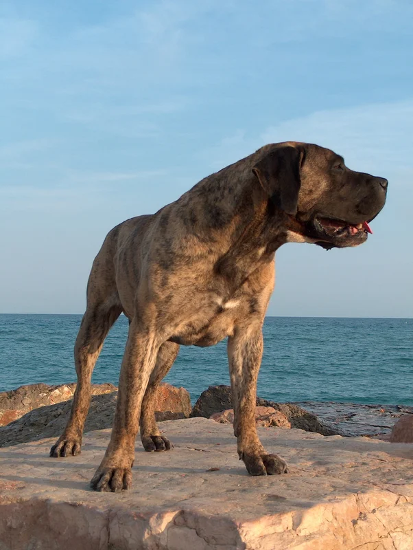 Presa Canario showing breed features