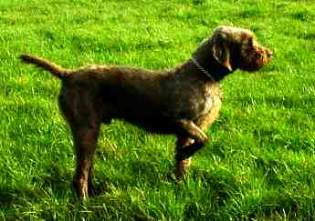 Pudelpointer - Dog breed similar to Cesky Fousek