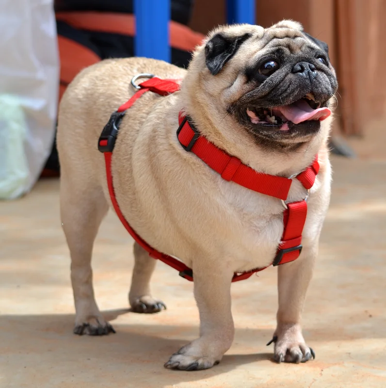 Pug photo thumbnail 1