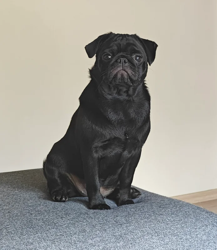 Pug full body photo