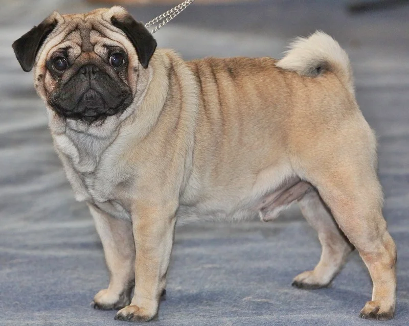 Pug, a 85% match to Maltese