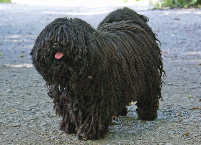 Puli - Dog breed similar to Can de Palleiro