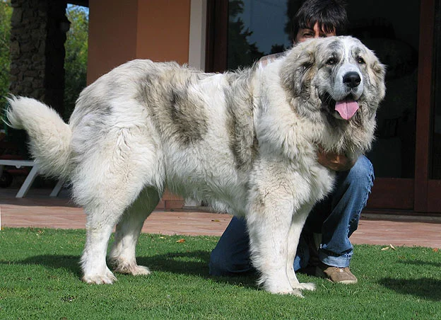 Pyrenean Mastiff, a 88% match to Romanian Mioritic Shepherd Dog