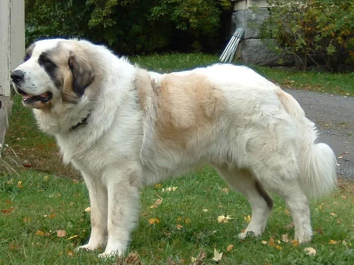 Pyrenean Mastiff - Image 1
