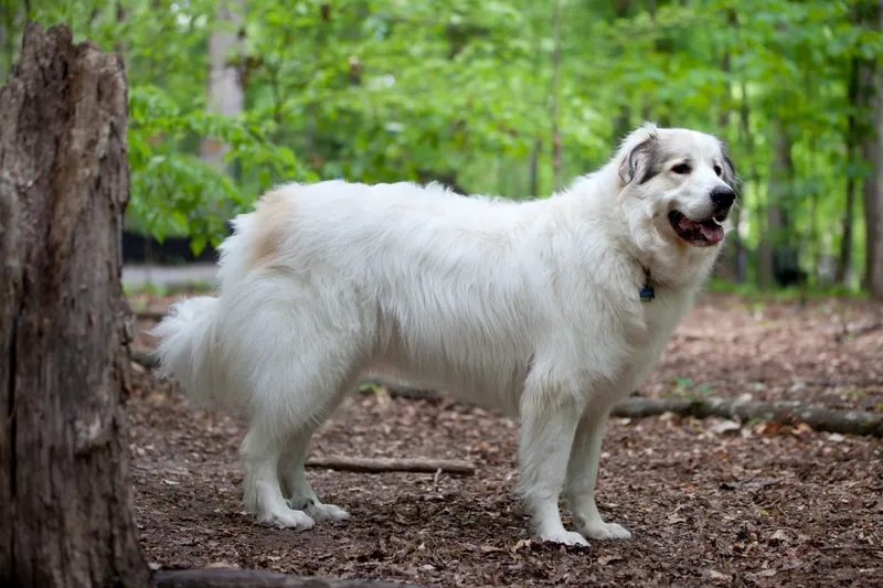 Pyrenean Mountain Dog - Working breed known for being Affectionate and Gentle