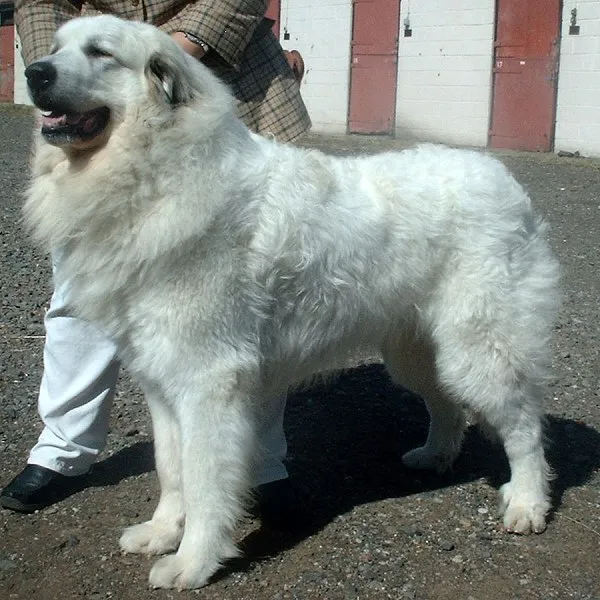 Pyrenean Mountain Dog photo thumbnail 3