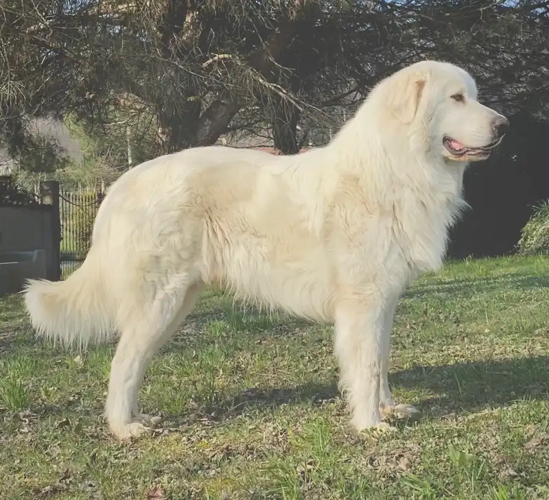 Pyrenean Mountain Dog thumbnail 3