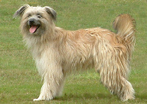 Pyrenean Sheepdog full body photo