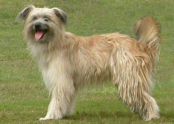 Pyrenean Sheepdog side profile view