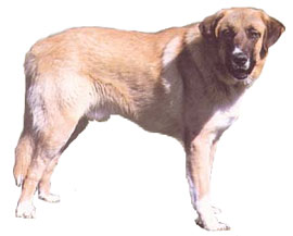 Rafeiro do Alentejo - Image 2