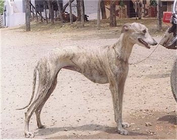 Rampur Greyhound - The Rampur Greyhound is a medium-large sighthound from India, known for its hunting prowess and loyal companionship. With a strong build and affectionate nature, they thrive in active households.