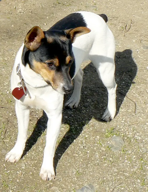 Rat Terrier photo thumbnail 4