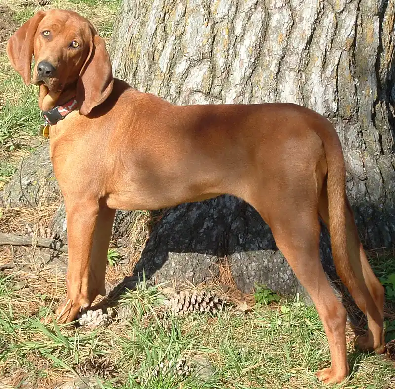 Redbone Coonhound photo thumbnail 3