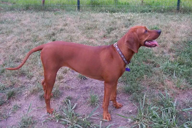 Redbone Coonhound - Image 1
