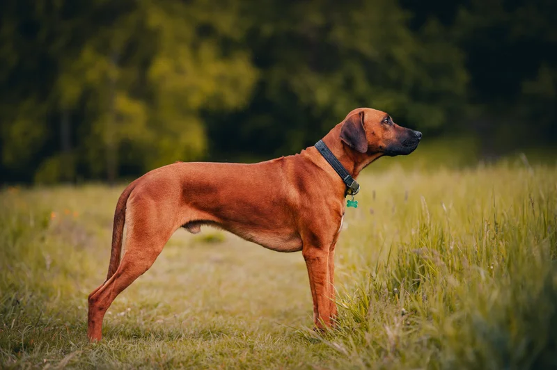 Rhodesian Ridgeback side profile view