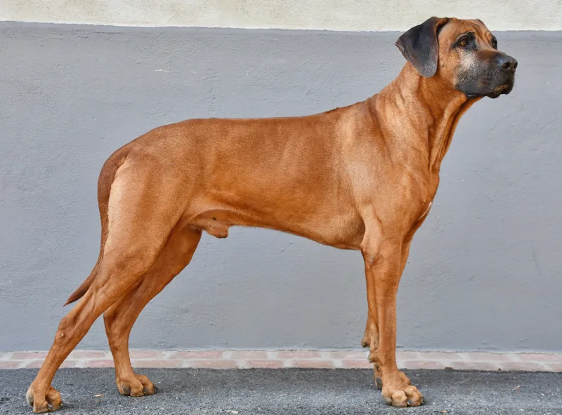 Rhodesian Ridgeback full body photo