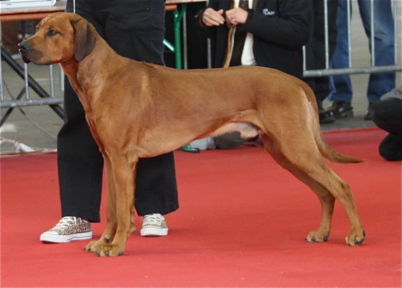 Rhodesian Ridgeback thumbnail 4