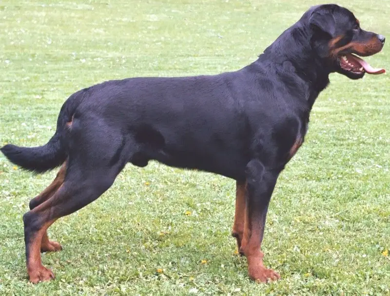 Rottweiler photo thumbnail 2