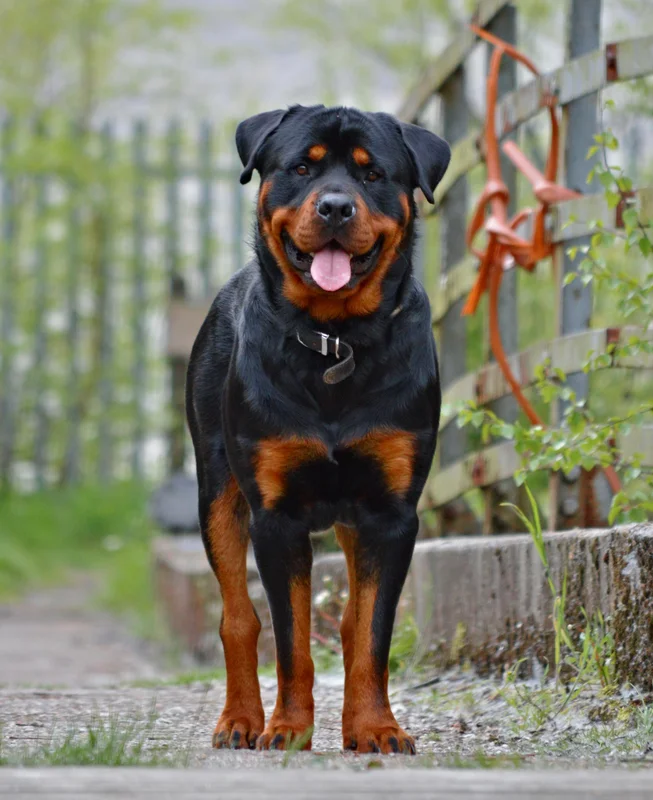Rottweiler - Image 5
