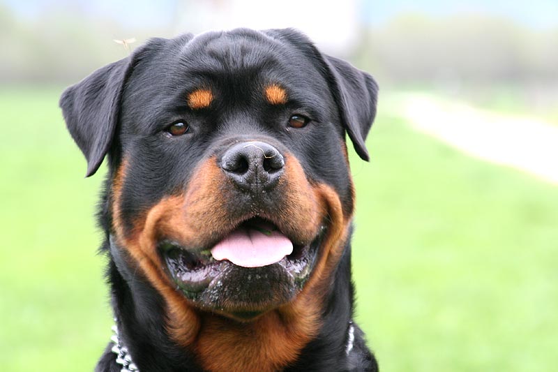 Rottweiler showing breed features