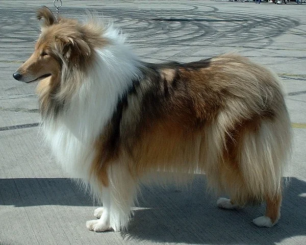 Rough Collie photo thumbnail 2