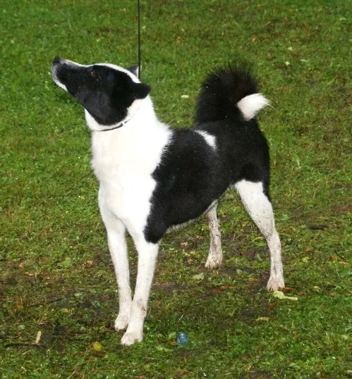 Russo-European Laika photo thumbnail 3