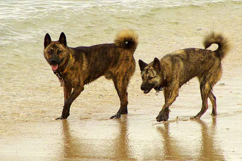 Ryukyu - Spitz breed known for being Brave and Cautious