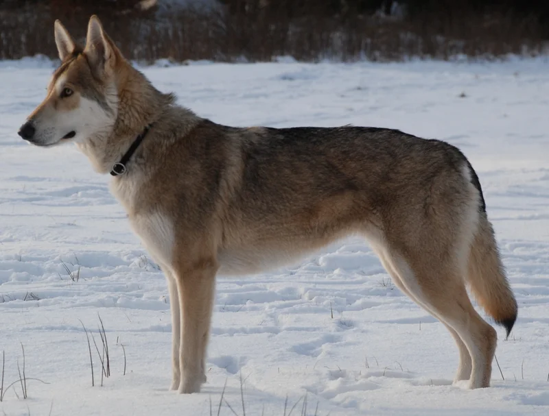 Saarloos Wolfdog - Image 1