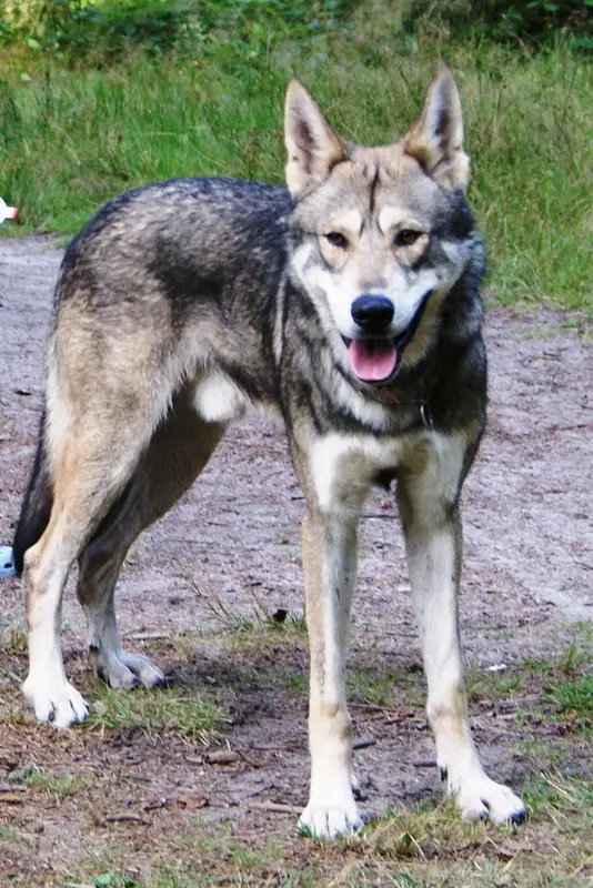 Saarloos Wolfdog thumbnail 2