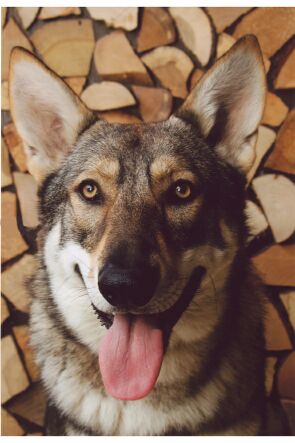 Saarloos Wolfdog full body photo