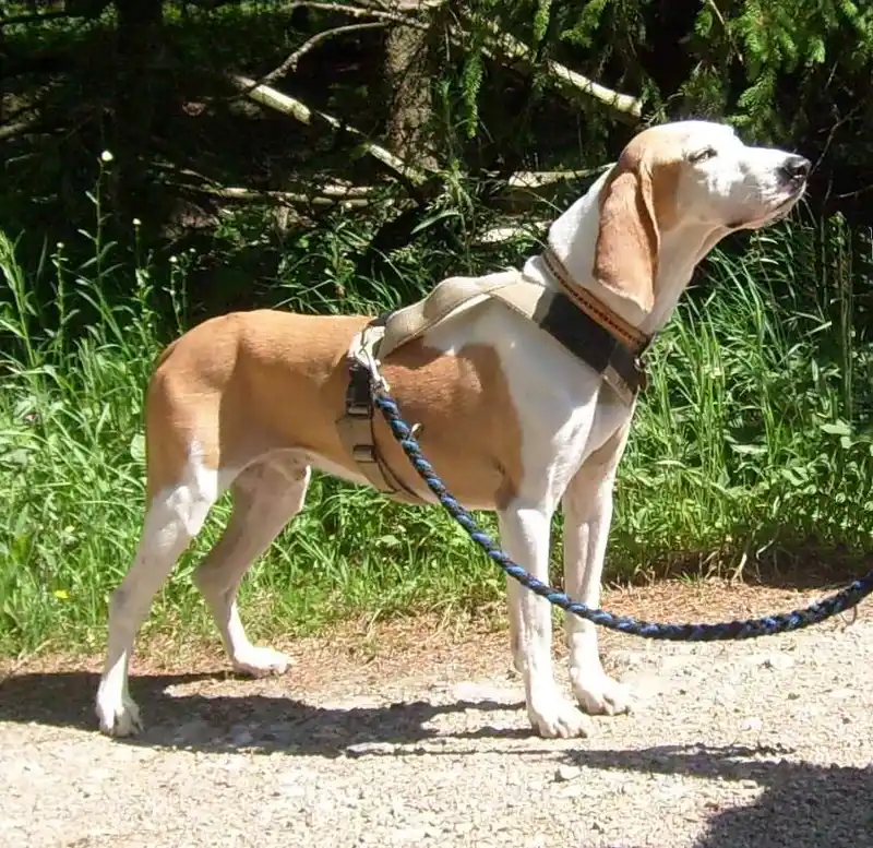 Sabueso Español side profile view