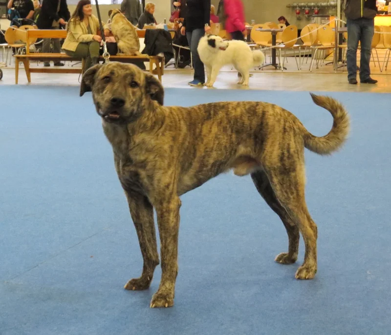 Cão Fila de São Miguel photo thumbnail 2